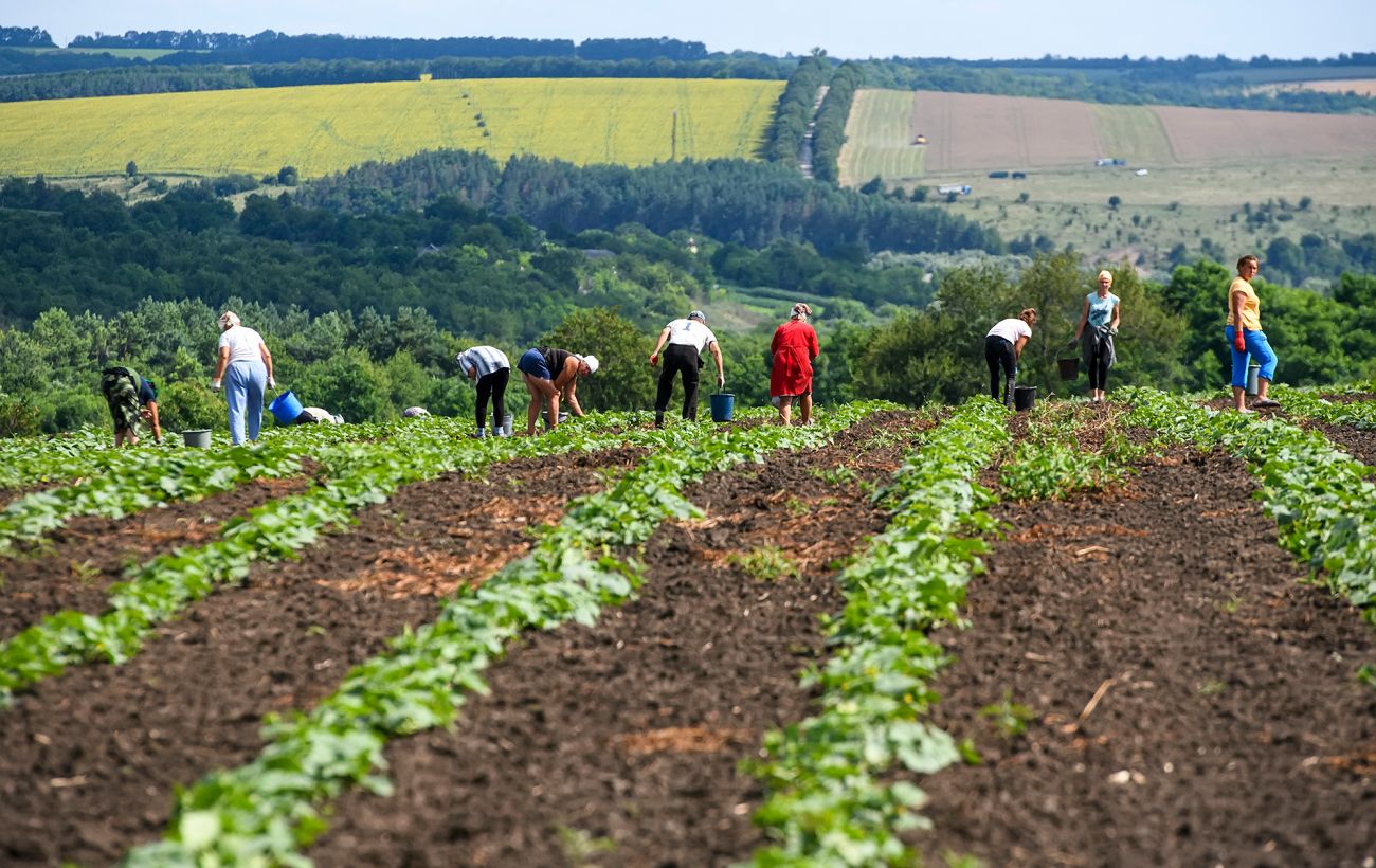 Через зміни клімату в Україні з’являються нові комахи-шкідники та бур’яни, – еколог