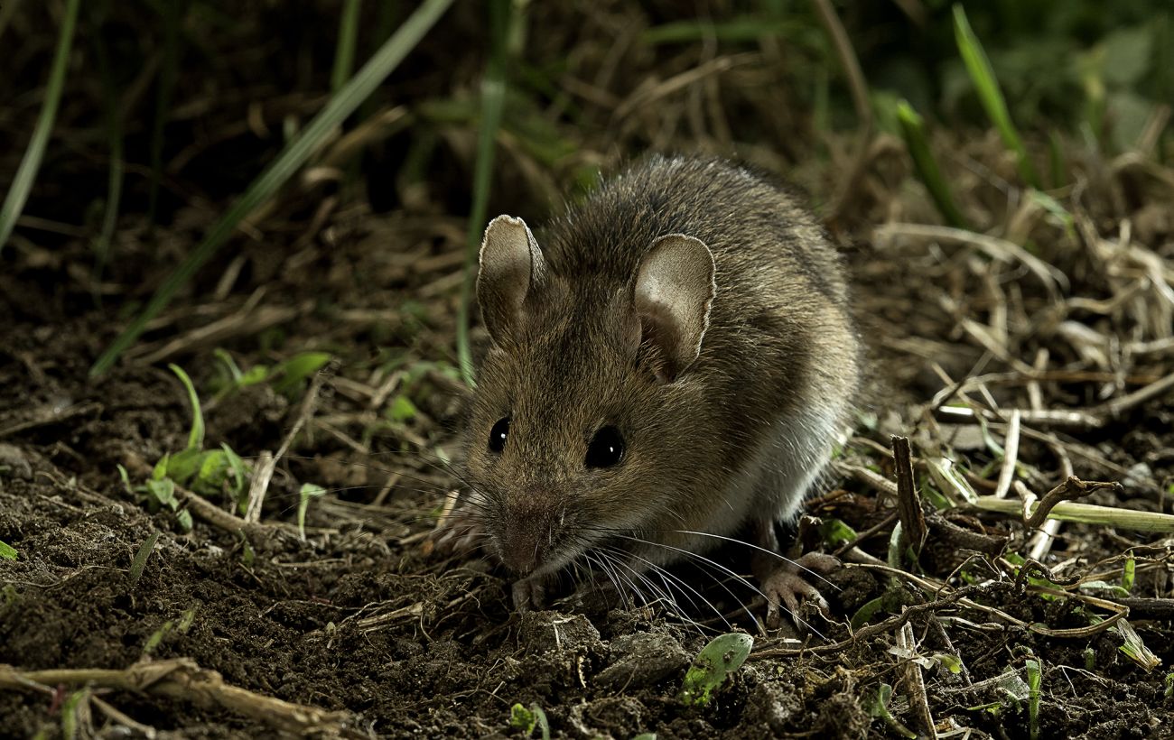 На Сумщині виявили небезпечний вірус: як він передається та чим небезпечний