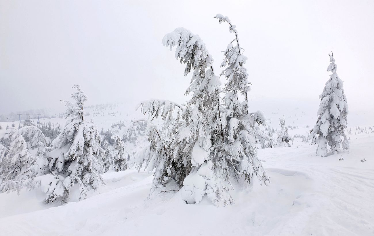 У Карпатах намело до 80 см снігу: рятувальники показали, що відбувається (фото)