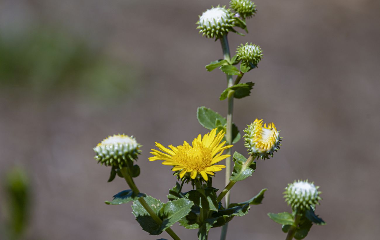 В Україні стрімко поширюється яскрава рослина з "чорного списку": чим вона небезпечна