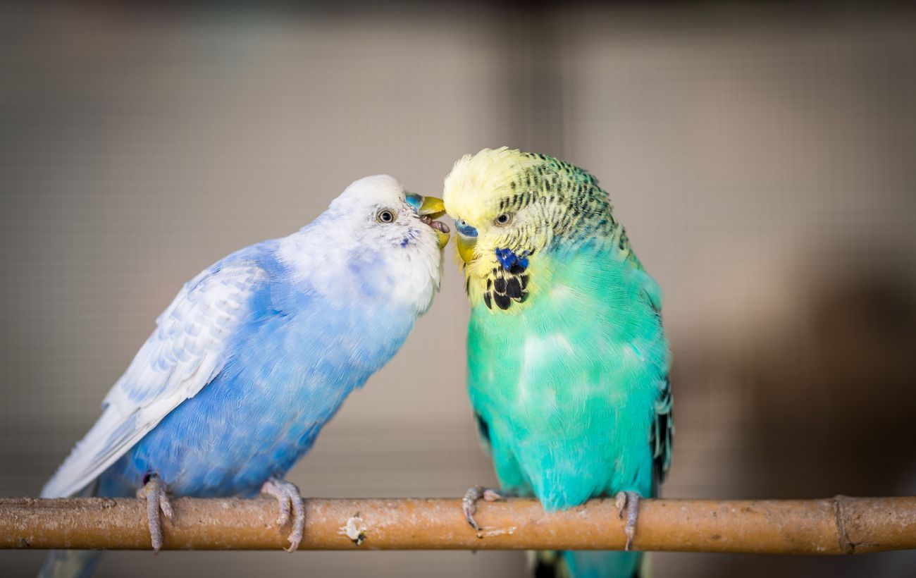 Не тільки папуга. Хто з птахів може "навчитись говорити"