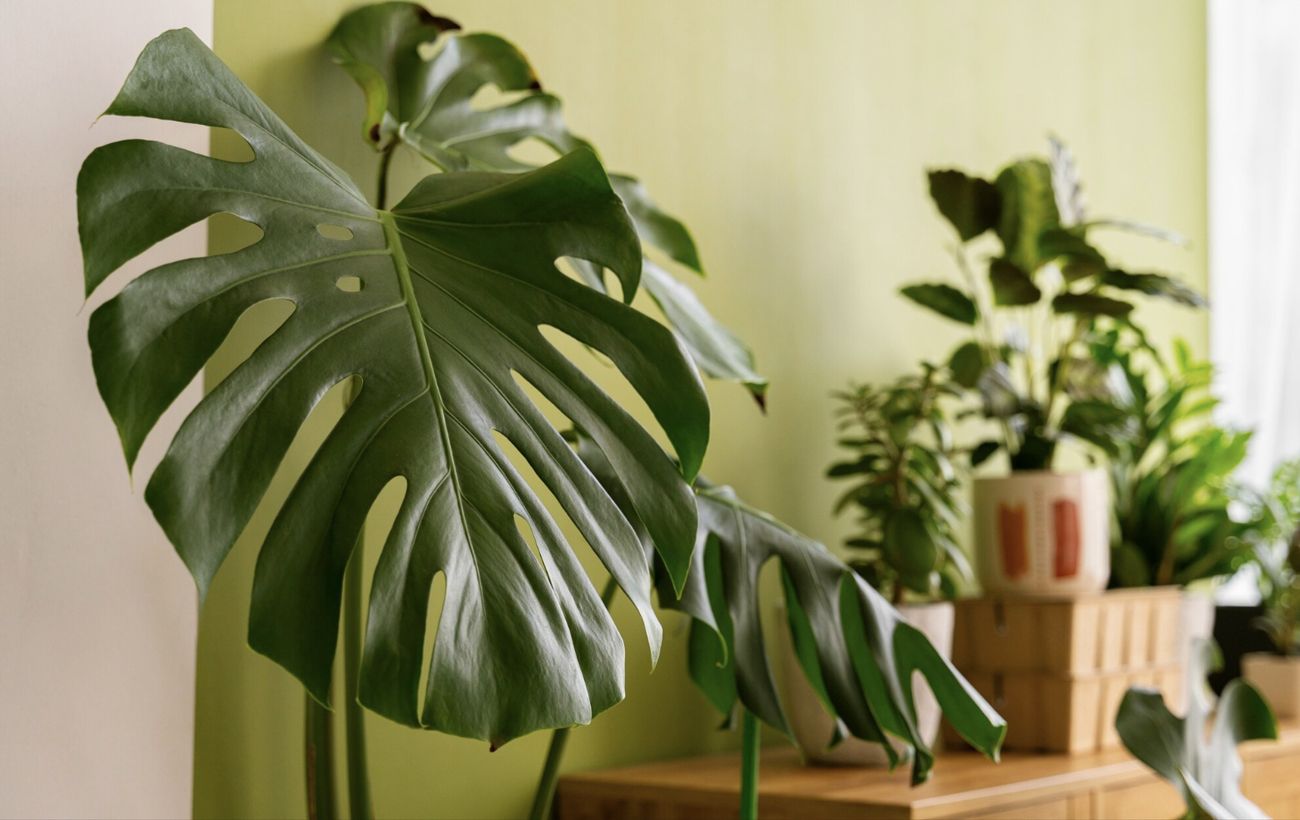 Кімнатні квіти, що женуть чоловіків з дому: ці вазонки не варто ставити у спальні