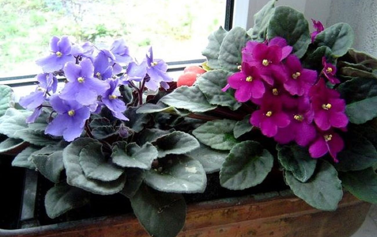 Чому ваша фіалка не цвіте і гине: три головні помилки, які допускають майже всі