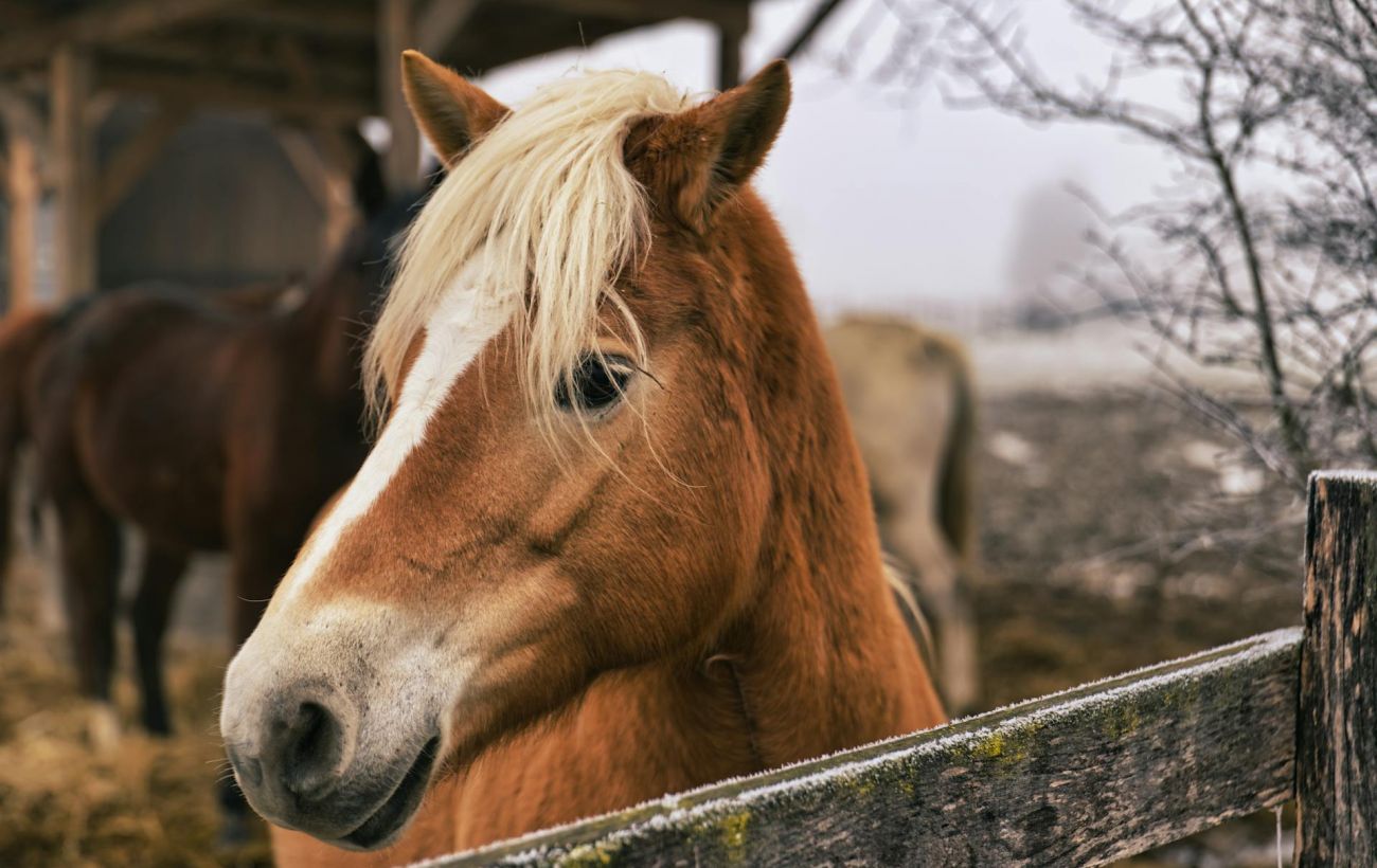 Били та змушували тягти колоди: на Прикарпатті розслідують жорстоке поводження з кіньми