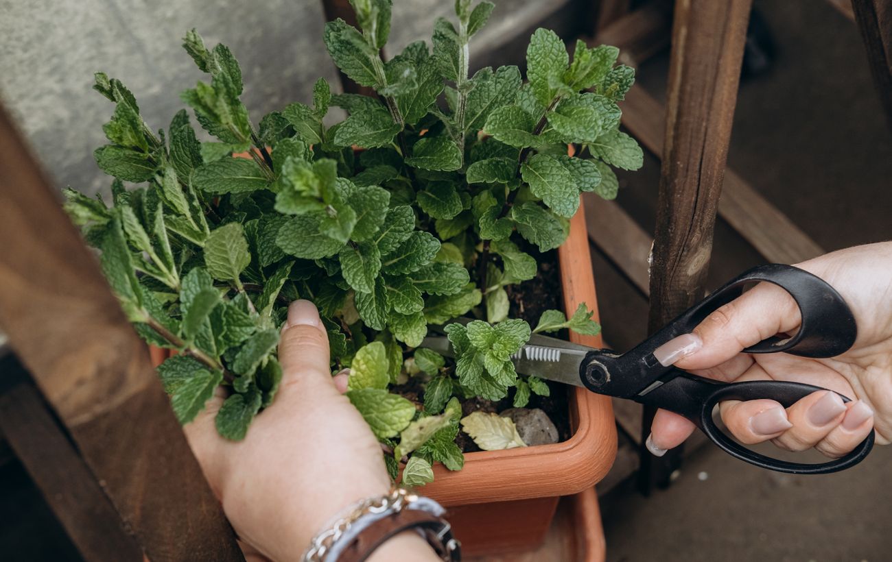 Ніколи не саджайте м'яту у відкритий ґрунт: названо єдиний безпечний спосіб