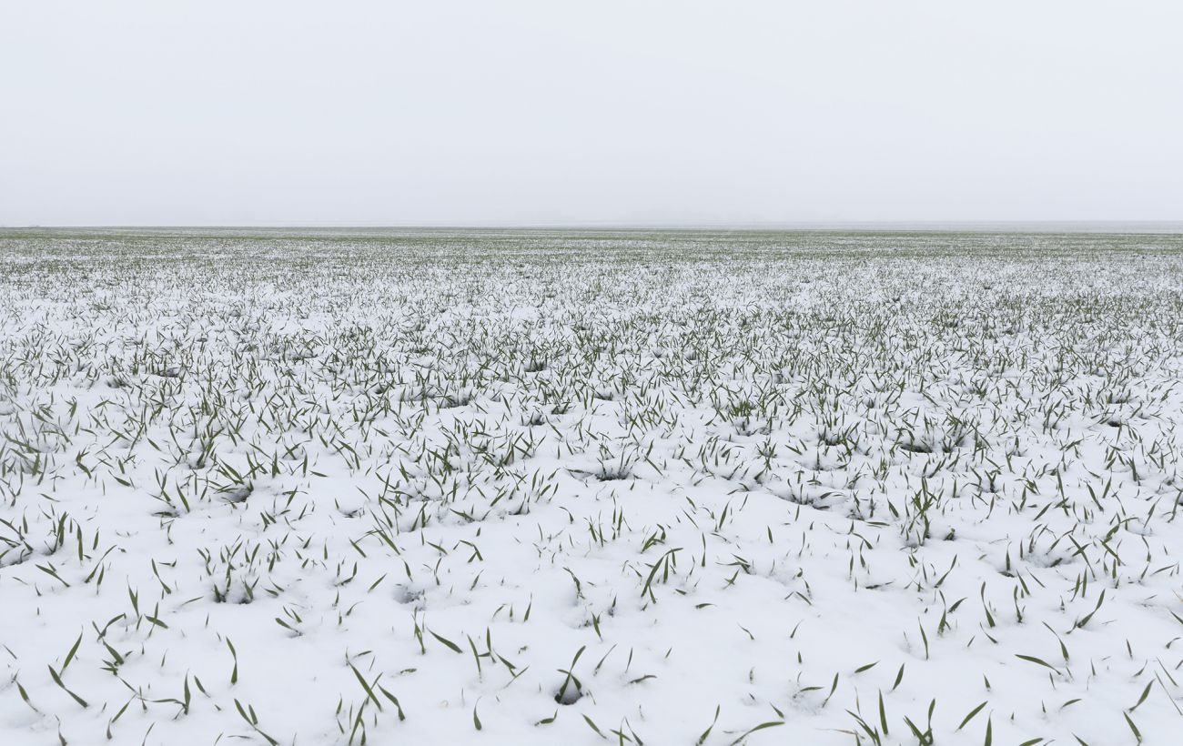 Врожай під загрозою? Як люті морози в Україні вплинули на озимину й плодові культури