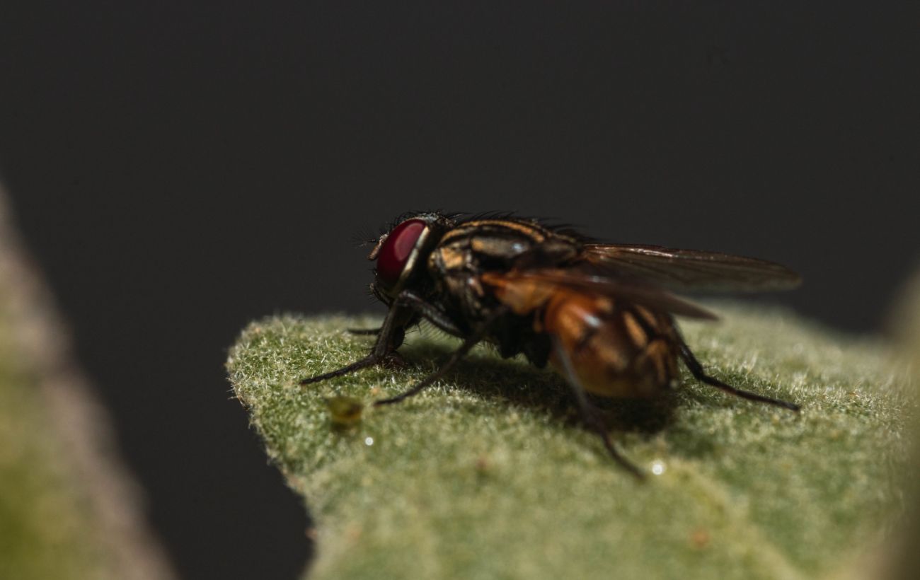Навіщо мухи постійно потирають лапки: ентомолог назвав справжню причину