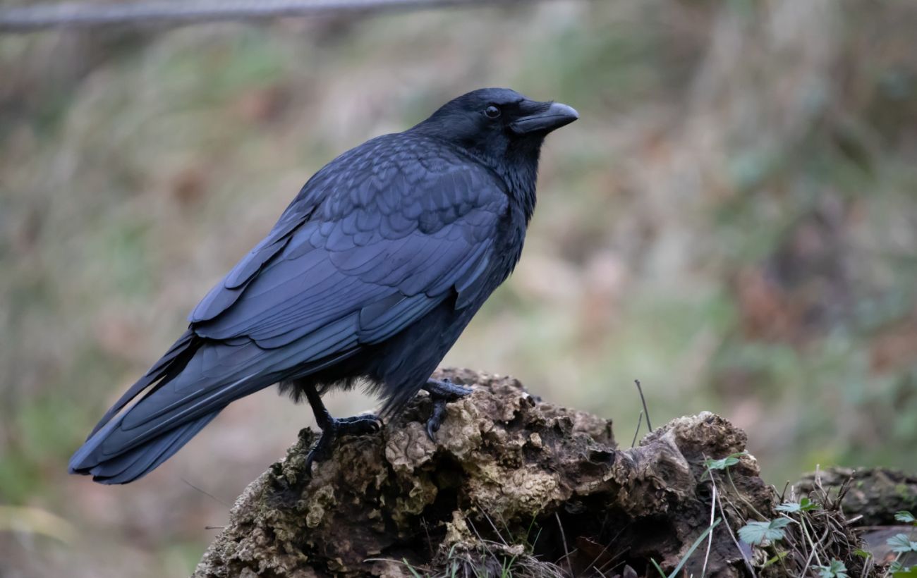 "Можуть навіть мстити": орнітолог розповіла, хто з птахів вміє впізнавати людей в обличчя