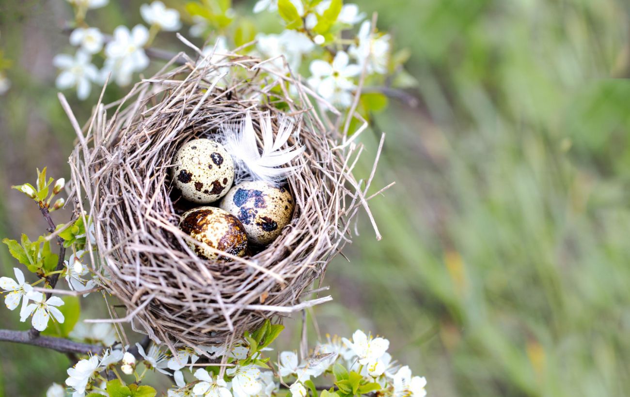 "Узурпація" гнізд: вчена пояснила, як зозулі готують підкидання яєць