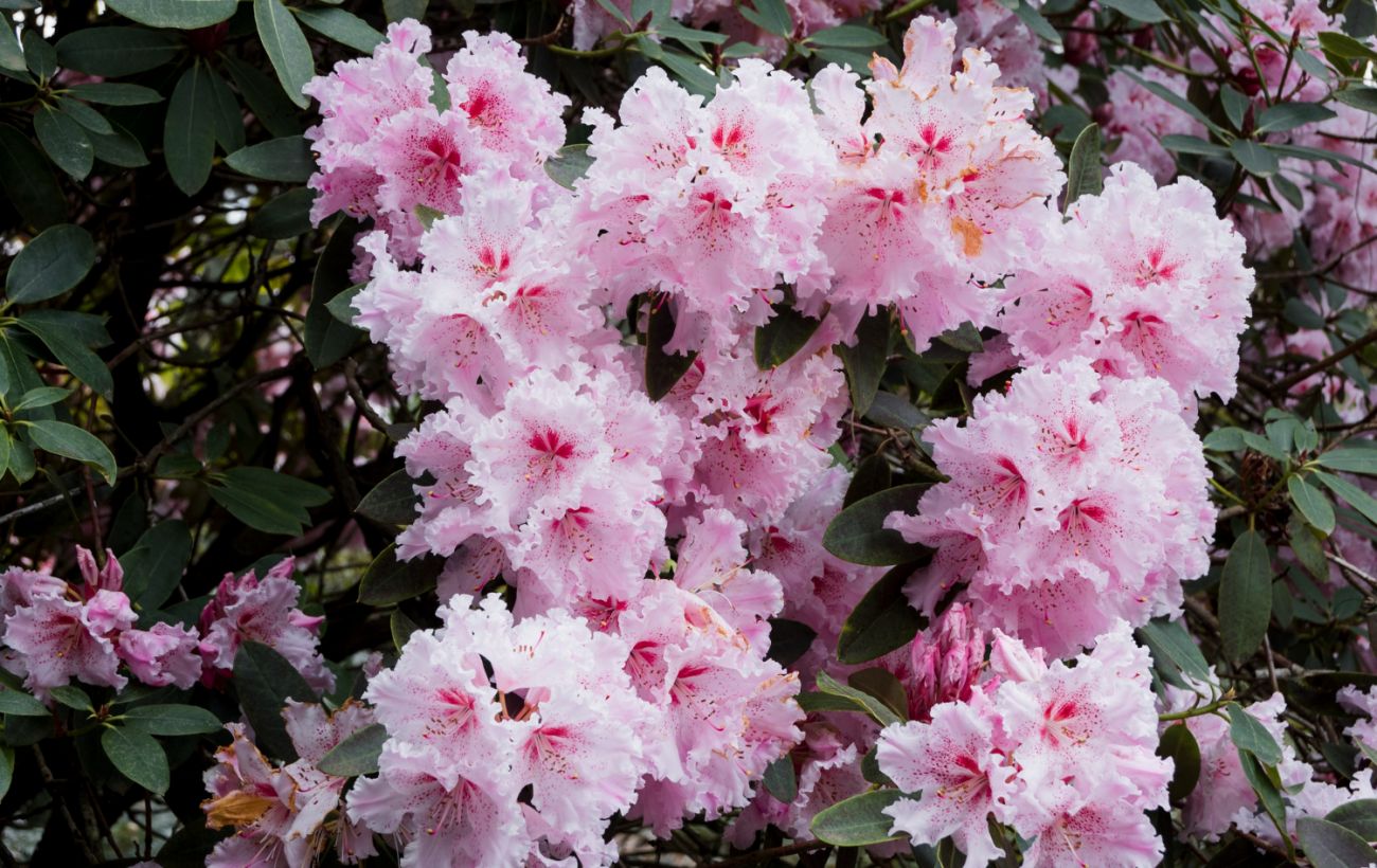 "Крижані тропіки": чи вижили азалії у Ботсаду Гришка і чи буде цвітіння цьогоріч