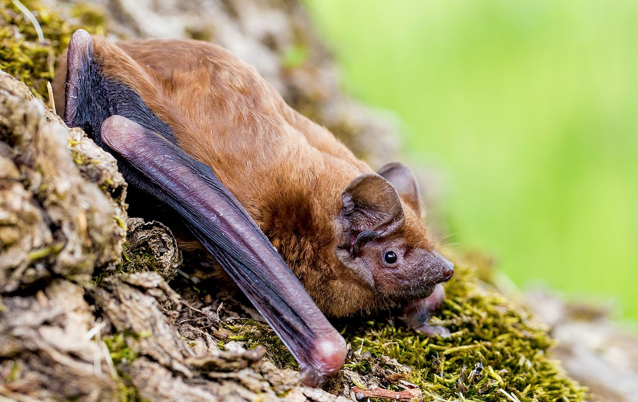 Понад 900 кажанів під обшивкою балкону: у Харкові знайшли рекордну колонію (фото)