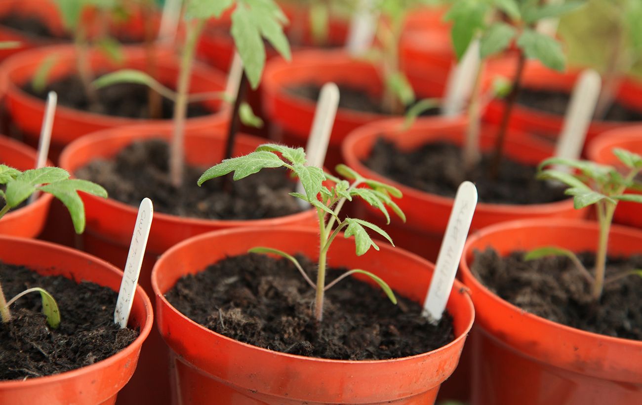 Не купуйте насіння: експерт назвав простий трюк для великого врожаю помідорів