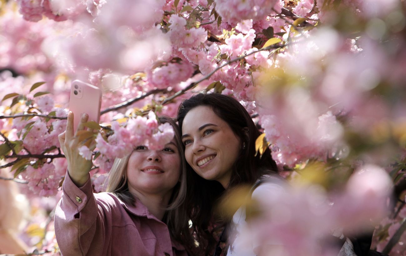 Встигніть на сакури: як доїхати до Ужгорода та Мукачева, де шукати найгарніші локації