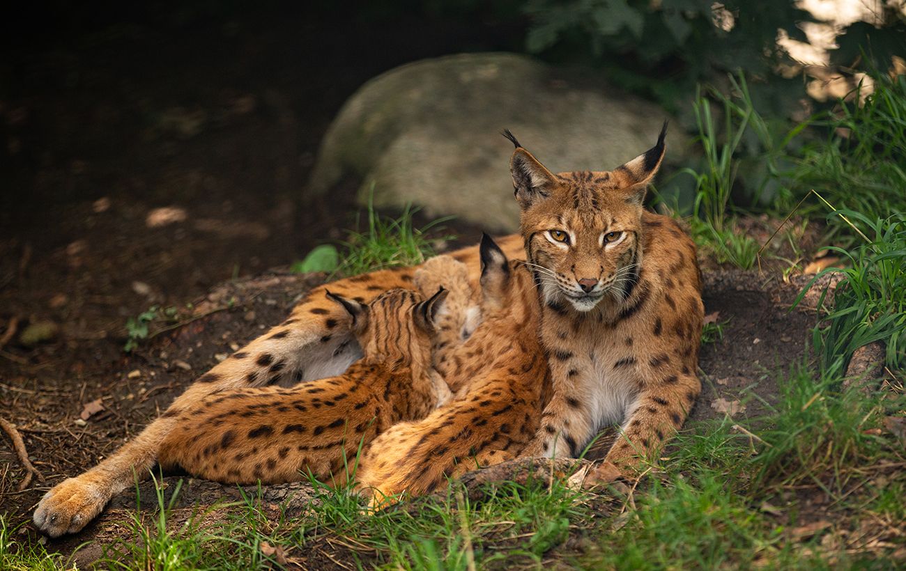 В Україні може бути набагато менше рисей, ніж вважалось: чому статистика хибить