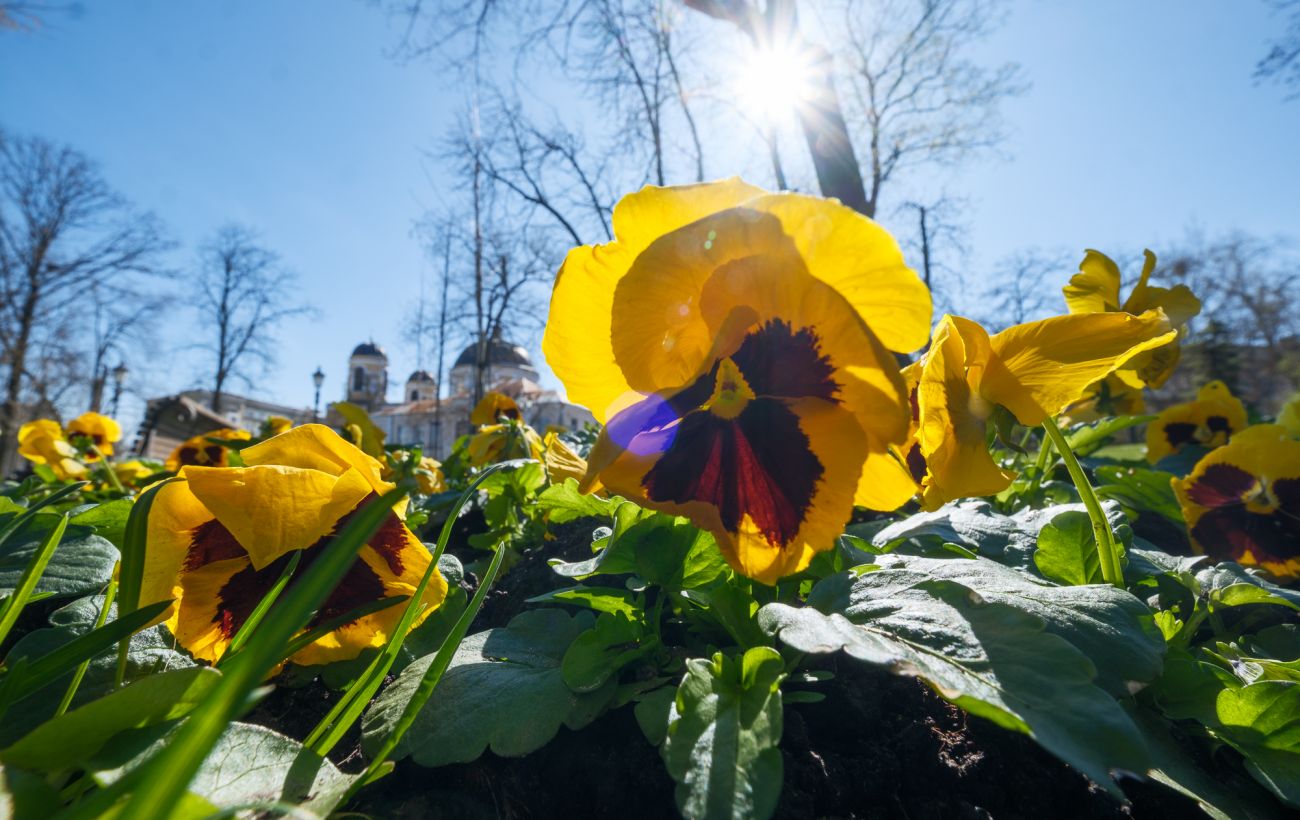 Березень б'є рекорди: в яких містах України зафіксували історичне тепло й коли саме