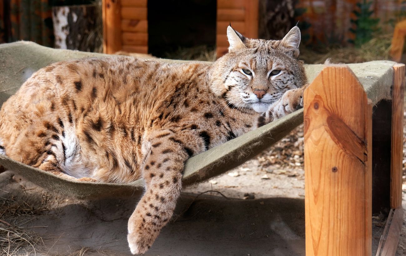 Рись Степан готується до пляжного сезону: як живеться зірці мемів у зоопарку Києва (фото)