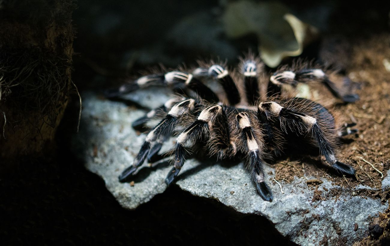 Прокинулися на три місяці раніше: у Дніпропетровській області помітили перших тарантулів
