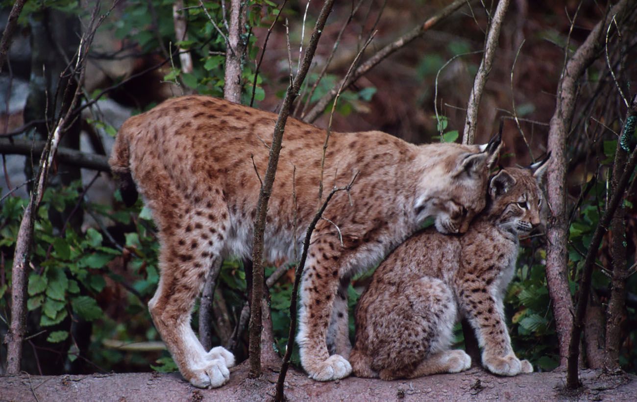 "Привид лісу" з Карпат і Полісся: 10 фактів про рись, які вас здивують