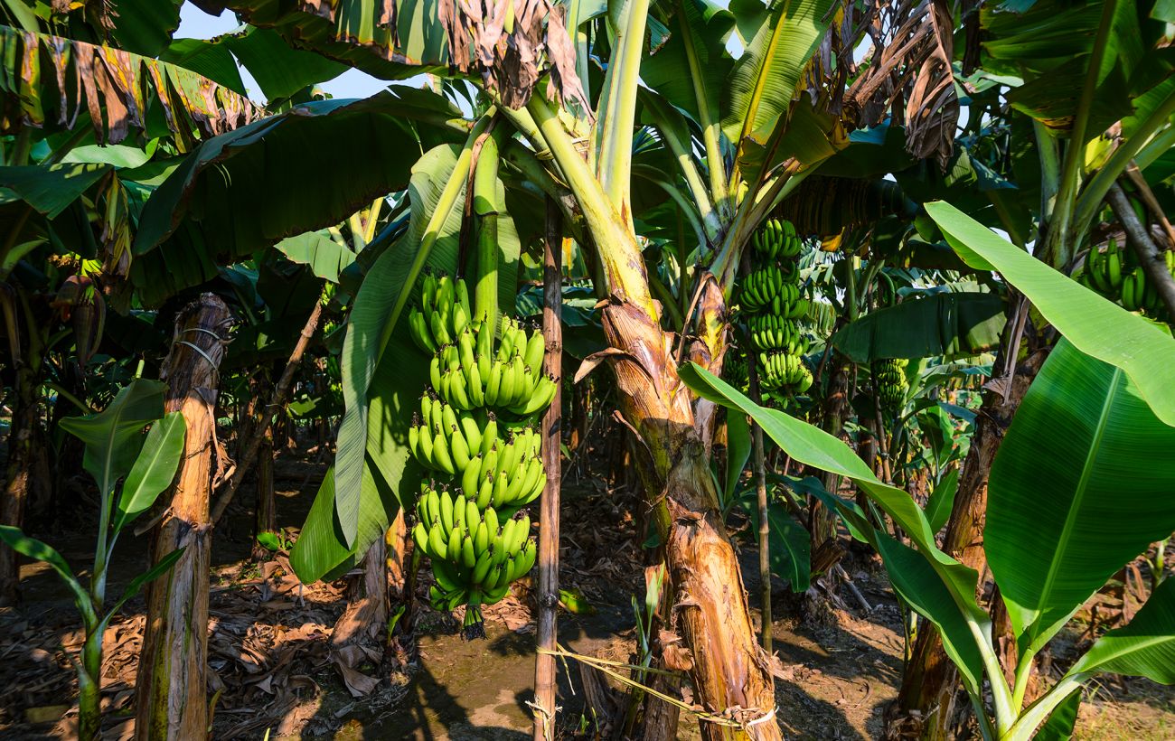 Кава та банани під загрозою: науковець НАН пояснив, які продукти і чому можуть зникнути