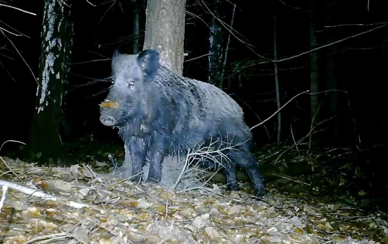 СПА по-карпатськи: "водні процедури" диких свиней потрапили на фотопастки (відео)