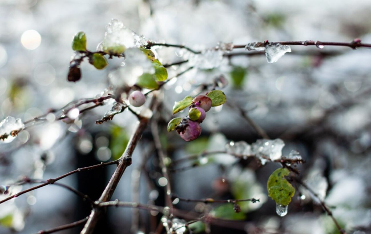 Як врятувати врожай від нічних заморозків без зайвих витрат: 4 перевірені способи