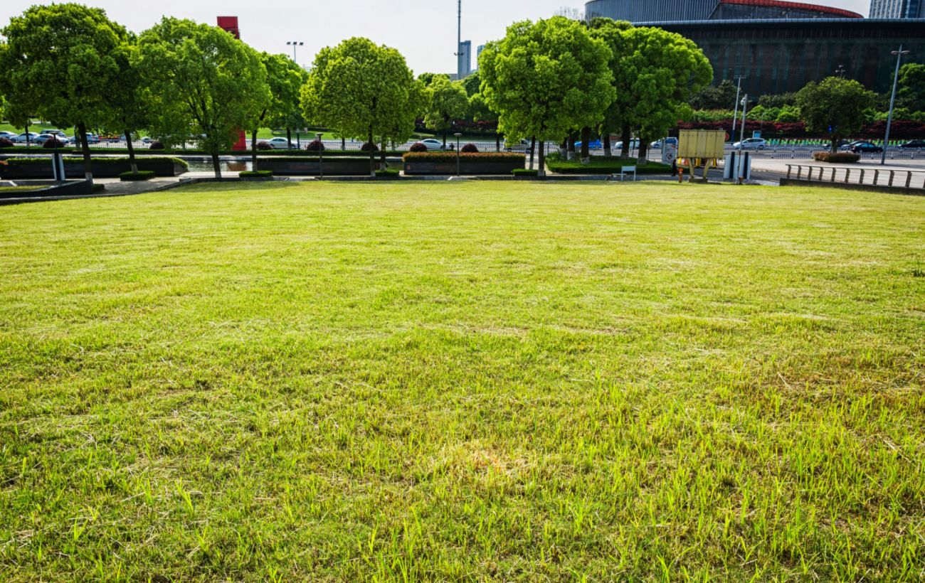 Ви псуєте свій газон: 5 помилок, про які мало хто знає