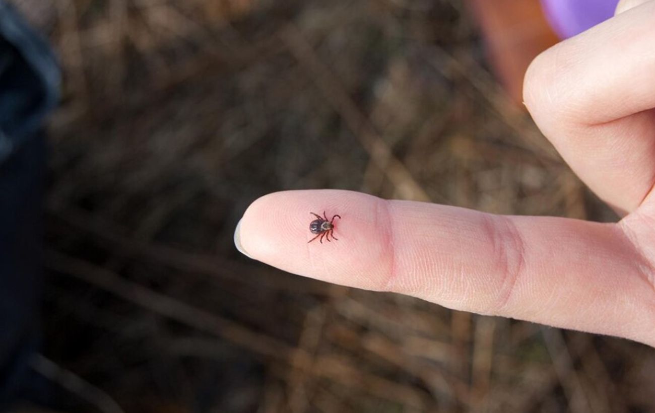 Ці помилки при видаленні кліща можуть коштувати здоров’я: ніколи їх не робіть