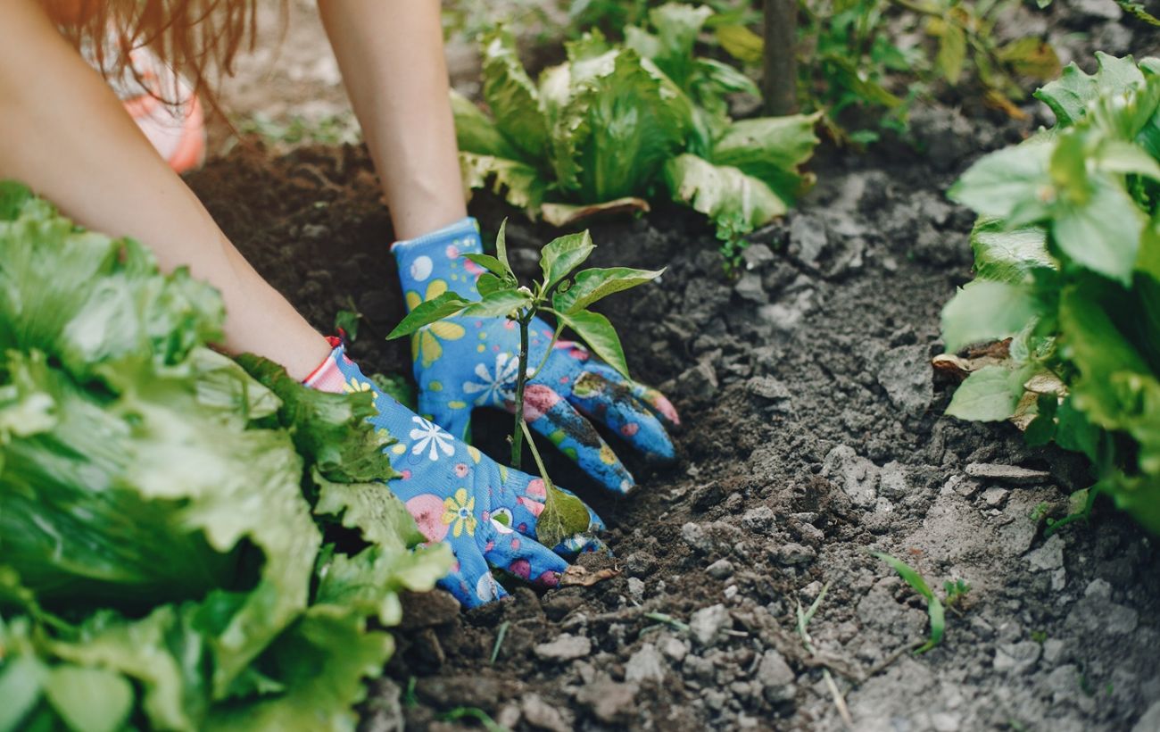 Врожаю позраздрять сусіди: що обов'язково посадити 16 квітня на Ірину Розсадницю