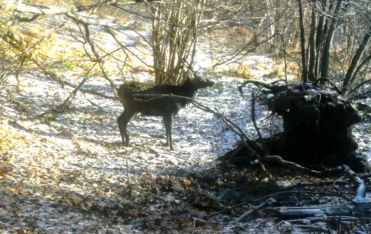 У лісах Карпат помітили оленя за дивним заняттям: унікальні кадри з фотопасток