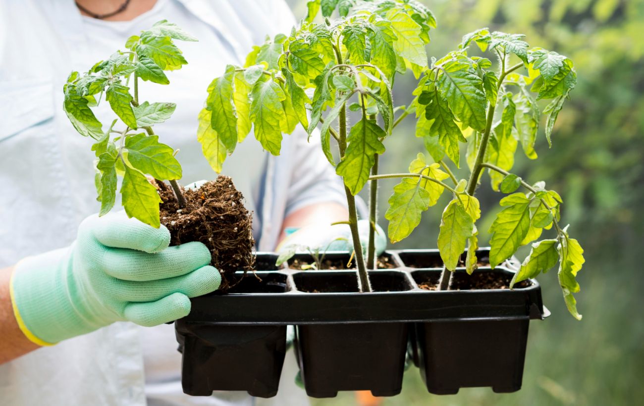 Не витрачайте гроші дарма: ці 8 рослин краще не купувати розсадою