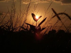 День ангела 2 липня: кого та як вітати з іменинами
